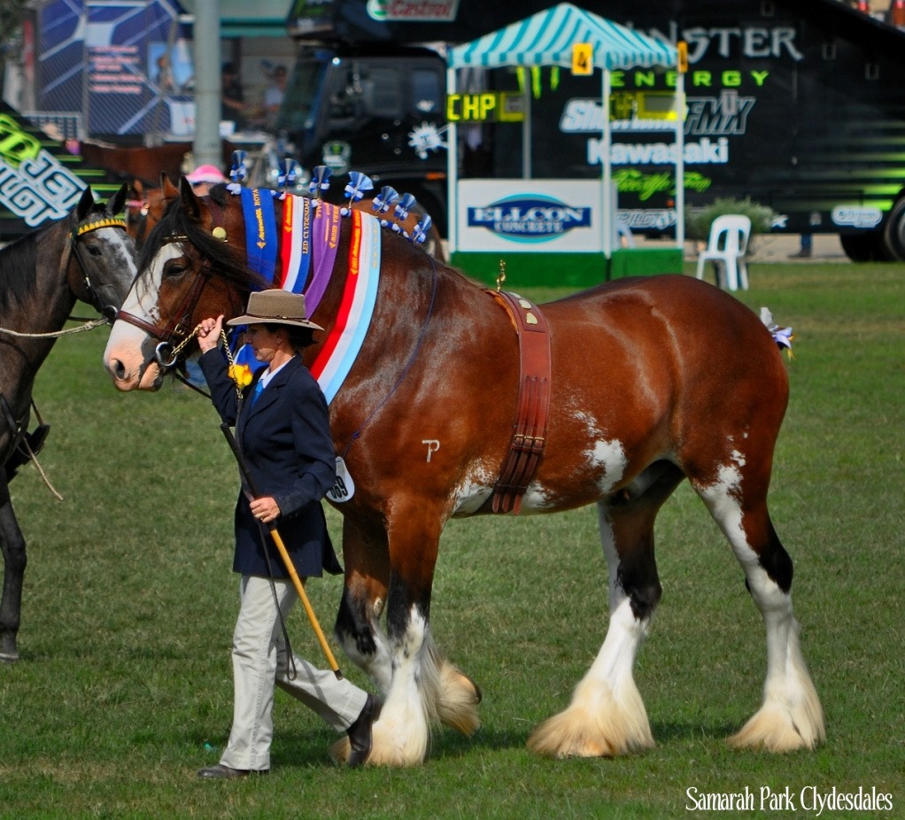 Samarah Park Clydesdale Stud, New South Wales, Australia